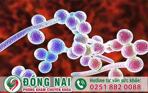 Bệnh Nấm Dương Vật Là Gì?